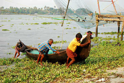 fishermen arrives after their catch at fort kochi
